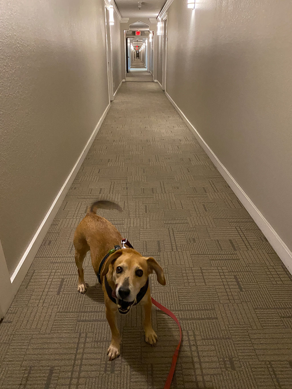 Kalbi (my dog) wagging his tail in the hallway of my building outside my door.