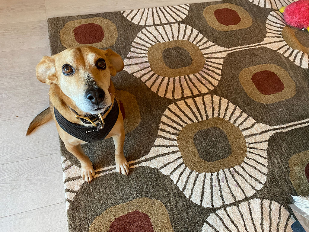 The cutest dog ever sitting on an artsy patterned rug.