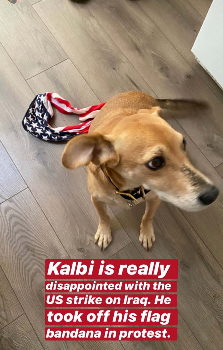 Kalbi looking away from a wrinkled American flag bandana he shook off of his neck. Overlaid meme text: Kalbi is really disappointed with the US strike on Iraq. He took off his flag bandana in protest.
