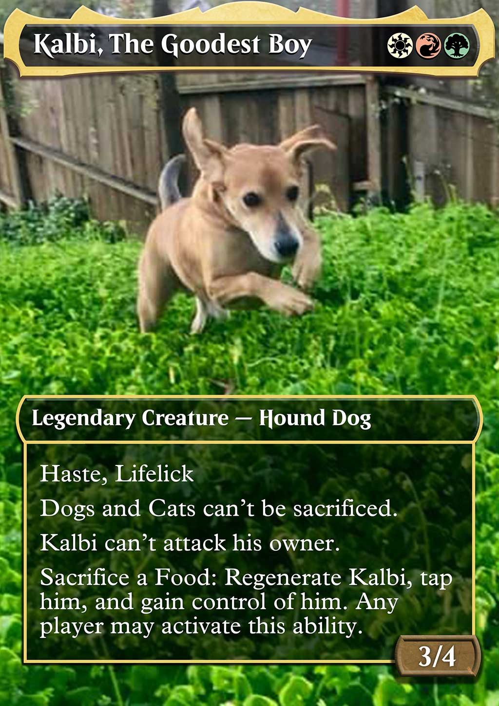 Custom Magic card. Kalbi, The Goodest Boy is a Legendary 3/4 Hound Dog creature. He costs one white, one red, and one green mana to cast. He has haste and lifelick (lifelink). Dogs and Cats can't be sacrificed. Kalbi can't attack his owner. Sacrifice a Food: Regenerate Kalbi, tap him, gain control of him. Any player may activate this ability.