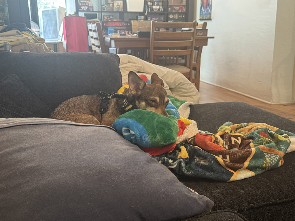 Rogue, a chihuahua mix, sleeps among a pile of pillows and blankets on the end of a sectional couch.